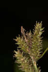 Eastern rough sedge